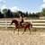 Bombproof, Beginner Safe Paint Horse Gelding for Sale 6 thumbnail