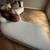 Experienced Upholsterer 2 thumbnail