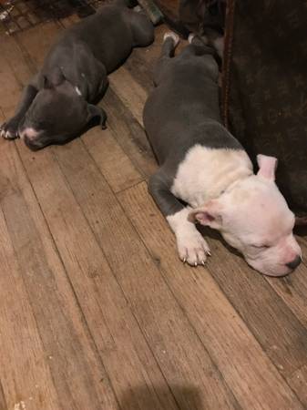 Highbrred Xl Bully (Brooklyn)64279903830274120