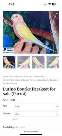 Lutino Bourke Periquito (Seattle)63443576820353121