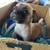 Pug/Chiweeni mix 3 thumbnail