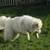 ***LONG TERM PET CARE IN MY HOME ON 5 ACRES **** 3 thumbnail