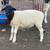 Blackhead Dorper Buck Lamb 1 thumbnail