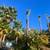 🌴🌳🌿TREE TRIMMING,🌴 TREE REMOVAL, PALM REMOVAL, PALM TRIMMING , SERVI 23 thumbnail