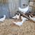 Creasted Cream Legbars Pullets 2 and a half months old Chickens. Vaccinated for 1 thumbnail