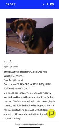 Animal Rescue - Dogs Need Homes63826637499265124