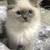 - Adorable kittens available 2 thumbnail
