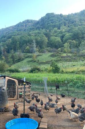 Hens! Heritage Barred Rocks, BCM, OE END OF SEASON FARM COOP CLEANOUT 1