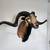 taxidermy shoulder mount of a Black Hawaiian Ram 1 thumbnail