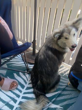 Found husky (danville / san ramon)63861462729473121
