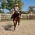 Beginner Safe, Bombproof Clydesdale Horse for Sale 14 thumbnail