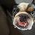 Rehoming Merle English Bulldog 4 thumbnail