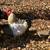 ***RABBITS & ROOSTER*** 5 thumbnail