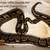 Proven Adult Ball Python Morphs for Sale 5 thumbnail