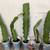 white Epiphyllum Hookeri Plants 2 thumbnail