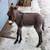 Mini donkey 2 thumbnail
