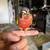 GREEN CHEEK CONURE 2 thumbnail
