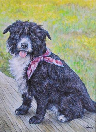 pet portraits (sunset / parkside)63696379567361122