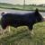 Show pigs/ breeding stock 14 thumbnail