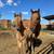Aqha mare 16 thumbnail