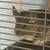Rehoming two chinchillas 4 thumbnail