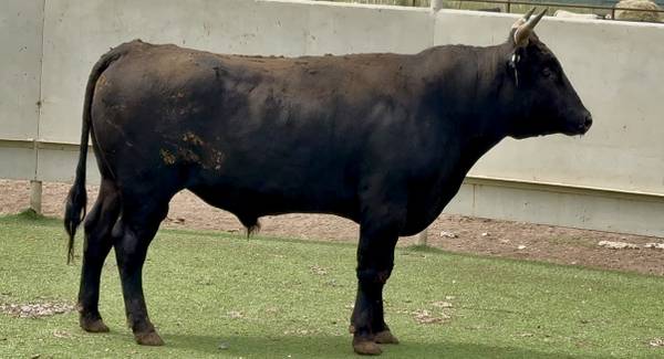 Wagyu Bull Sale or Lease 1