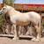Palomino Gypsy Vanner 2 thumbnail