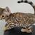 Rehoming Bengal kittens 1 thumbnail