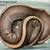 Proven Adult Ball Python Morphs for Sale 7 thumbnail