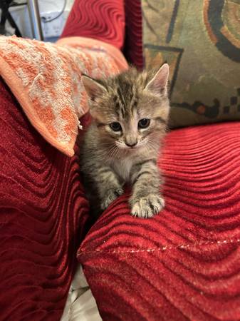Friendly female kitten born 7/08 (Portland)63616273586947122