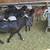 Sheeps Goats Borregos Chivos 2 thumbnail
