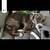 2 year old brindle lab/pit mix 1 thumbnail