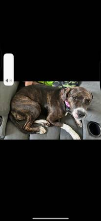 2 year old brindle lab/pit mix 1