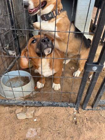 Cruce de Corgi y boxeador (Corrales)63625176004609123