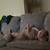 FEMALE XL AMERICAN BULLY (LILAC) 7 thumbnail