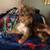 Boy yorkies 5 thumbnail