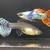 Home bred high end guppy 5 thumbnail