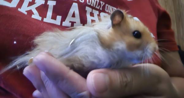 male hamster (Oklahoma City)63681433775873120