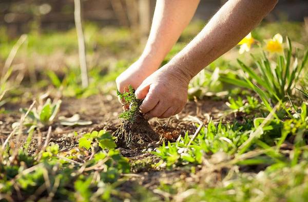 Needing Assistance with a Little Weeding (Bellingham)63613583025155124