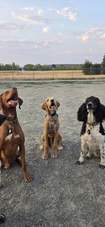 Rehoming brother and sister together (Seattle)63853558386945120