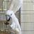 Umbrella cockatoos 6 thumbnail