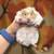 Hamsters 9 thumbnail