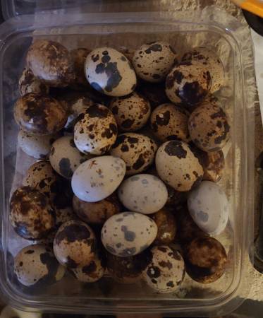 Quail Eggs 1