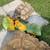Sulcata  tortoises 1 thumbnail