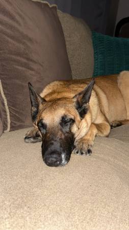 Rehoming Belgian Malinois (Richland)63411577582209122