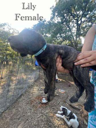rehoming cane corso mix (Whitt)64018674931586123