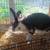 Broken Black and white New Zealand Buck DOB 6-11-25 7 thumbnail