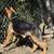 Male Germen Shepherd 1 thumbnail