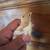 Coturnix quails 1 thumbnail