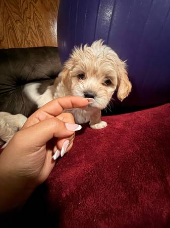 Peekapoo pup (Oklahoma City)63976603984643121